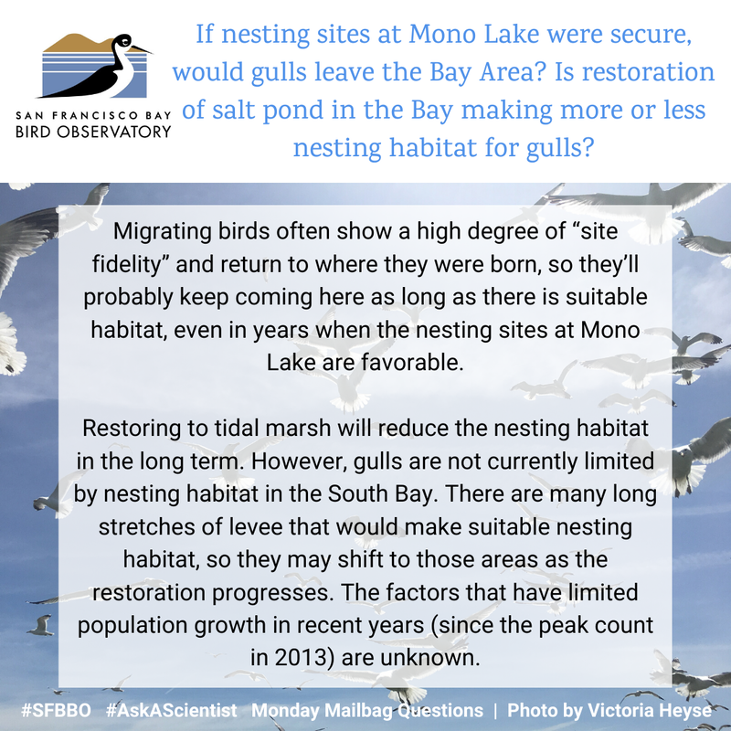If the nesting sites at Mono Lake were secure, would gulls leave the Bay Area? Is restoration of salt pond in the Bay making more or less nesting habitat for gulls?
Oftentimes migrating birds show a high degree of “site fidelity” and return to where they were born, so they’ll probably keep coming here as long as there is suitable habitat, even in year when the nesting sites at Mono Lake are favorable.
Restoring to tidal marsh will reduce the nesting habitat in the long term. However, gulls are not currently limited by nesting habitat in the South Bay. There are many long stretches of levee that would make suitable nesting habitat, so they may shift to those areas as the restoration progresses. The factors that have limited population growth in recent years (since the peak count in 2013) are unknown.