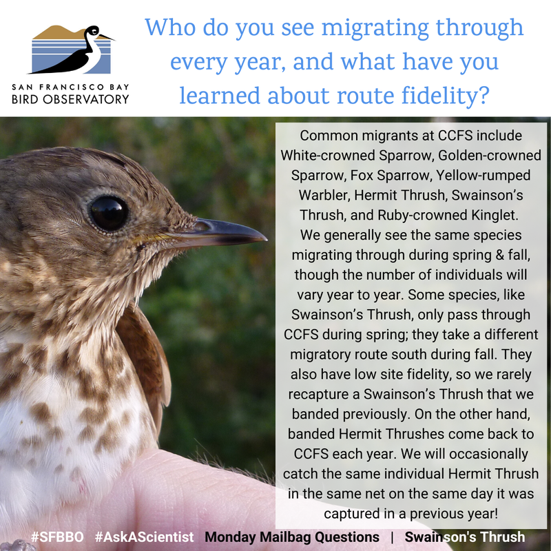 Who do you see migrating through year after year, and what have you learned about route fidelity?
Common migrants at CCFS include White-crowned Sparrow, Golden-crowned Sparrow, Fox Sparrow, Yellow-rumped Warbler, Western Flycatcher, Hermit Thrush, Swainson’s Thrush, and Ruby-crowned Kinglet. We generally see the same species migrating through during spring and fall, though the number of individuals that pass through will vary from year to year. Some species, like the Swainson’s Thrush, only pass through CCFS during spring; they take a different migratory route south during fall. In addition, they have low site fidelity, so it’s rare for us to recapture a Swainson’s Thrush that we banded in a previous year. On the other hand, banded Hermit Thrushes come back to CCFS year after year. We will occasionally catch the same individual Hermit Thrush in the same net on the same day it was captured in a previous year!