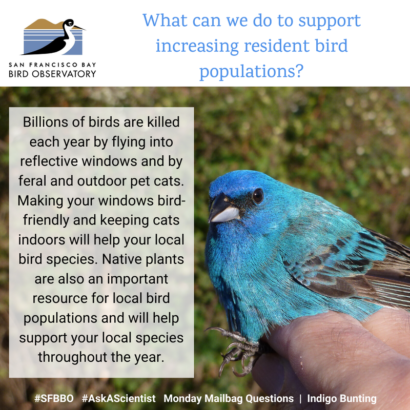 What can we do to support increasing the resident bird populations?
Billions of birds are killed each year by flying into reflective windows and by feral and outdoor pet cats, so reducing your footprint in these areas will help your local bird species. Native plants are also an important resource for local bird populations, and will help support your local species throughout the year.