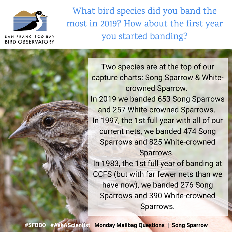 What bird species did you band the most in 2019? How about the first year you started banding?
Two species are at the top of our capture charts: Song Sparrow & White-crowned Sparrow. 
In 2019 we banded 653 Song Sparrows and 257 White-crowned Sparrows. 
In 1997, the 1st full year with all of our current nets, we banded 474 Song Sparrows and 825 White-crowned Sparrows. 
In 1983, the 1st full year of banding at CCFS (but with far fewer nets than we have now), we banded 276 Song Sparrows and 390 White-crowned Sparrows.