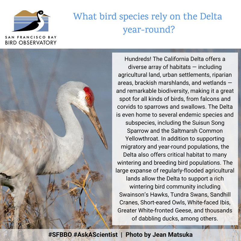 What bird species rely on the Delta year-round?
Hundreds! The California Delta offers a diverse array of habitats -- including agricultural land, urban settlements, riparian areas, brackish marshlands, and wetlands -- and remarkable biodiversity, making it a great spot for all kinds of birds, from falcons and corvids to sparrows and swallows. The Delta is even home to several endemic species and subspecies, including the Suisun Song Sparrow and the Saltmarsh Common Yellowthroat. In addition to supporting migratory and year-round populations, the Delta also offers critical habitat to many wintering and breeding bird populations. The large expanse of regularly-flooded agricultural lands allow the Delta to support a rich wintering bird community including Swainson’s Hawks, Tundra Swans, Sandhill Cranes, Short-eared Owls, White-faced Ibis, Greater White-fronted Geese, and thousands of dabbling ducks, among others.