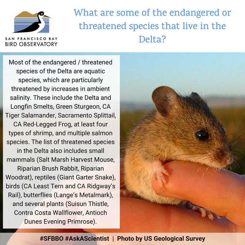 What are some of the endangered or threatened species that live in the Delta?
Most of the endangered / threatened species of the Delta are aquatic species, which are particularly threatened by increases in ambient salinity. These include the Delta and Longfin Smelts, Green Sturgeon, CA Tiger Salamander, Sacramento Splittail, CA Red-Legged Frog, at least four types of shrimp, and multiple salmon species. The list of threatened species in the Delta also includes small mammals (Salt Marsh Harvest Mouse, Riparian Brush Rabbit, Riparian Woodrat), reptiles (Giant Garter Snake), birds (CA Least Tern and CA Ridgway’s Rail), butterflies (Lange’s Metalmark), and several plants (Suisun Thistle, Contra Costa Wallflower, Antioch Dunes Evening Primrose).
