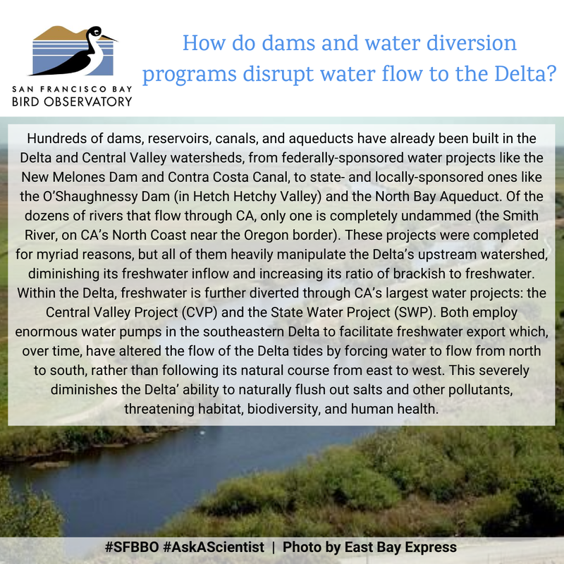 How do dams and water diversion programs disrupt water flow to the Delta?
Hundreds of dams, reservoirs, canals, and aqueducts have already been built in the Delta and Central Valley watersheds, from federally-sponsored water projects like the New Melones Dam and Contra Costa Canal, to state- and locally-sponsored ones like the O’Shaughnessy Dam (in Hetch Hetchy Valley) and the North Bay Aqueduct. Of the dozens of rivers that flow through CA, only one is completely undammed (the Smith River, on CA’s North Coast near the Oregon border). These projects were completed for myriad reasons, but all of them heavily manipulate the Delta’s upstream watershed, diminishing its freshwater inflow and increasing its ratio of brackish to freshwater. Within the Delta, freshwater is further diverted through CA’s largest water projects: the Central Valley Project (CVP) and the State Water Project (SWP). Both employ enormous water pumps in the southeastern Delta to facilitate freshwater export which, over time, have altered the flow of the Delta tides by forcing water to flow from north to south, rather than following its natural course from east to west. This severely diminishes the Delta’ ability to naturally flush out salts and other pollutants, threatening habitat, biodiversity, and human health.