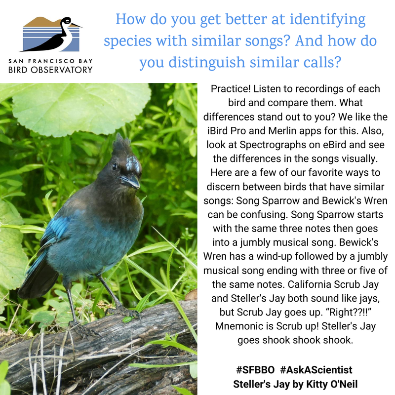 How do you get better at identifying species with similar songs? And how do you distinguish similar calls?
Practice! Listen to recordings of each bird and compare them. What differences stand out to you? We like the iBird Pro and Merlin apps for this. Also, look at Spectrographs on eBird and see the differences in the songs visually.
Here are a few of our favorite ways to discern between birds that have similar songs: Song Sparrow and Bewick's Wren can be confusing. Song Sparrow starts with the same three notes then goes into a jumbly musical song. Bewick's Wren has a wind-up followed by a jumbly musical song ending with three or five of the same notes. California Scrub Jay and Steller's Jay both sound like jays, but Scrub Jay goes up. “Right??!!” Mnemonic is Scrub up! Steller's Jay goes shook shook shook.