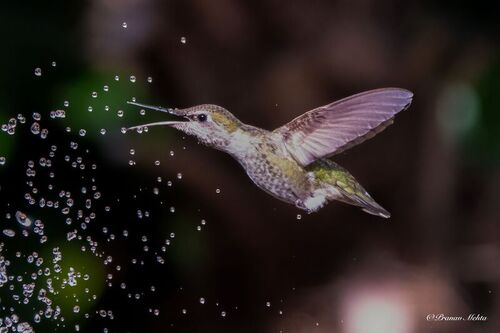 Anna's Hummingbird in flight with its bill open catching water droplets