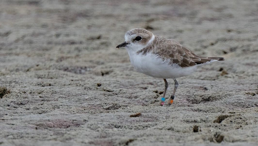 Photo of a juvenile Western Snowy Plover with black over orange bands on its left leg and aqua over pink bands on its right leg. Photo by Susan Teefy at Hayward Shoreline