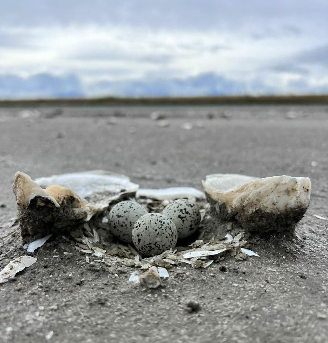 A Snowy Plover nest on the ground, which includes 3 spotted eggs with an oyster shell on each side.