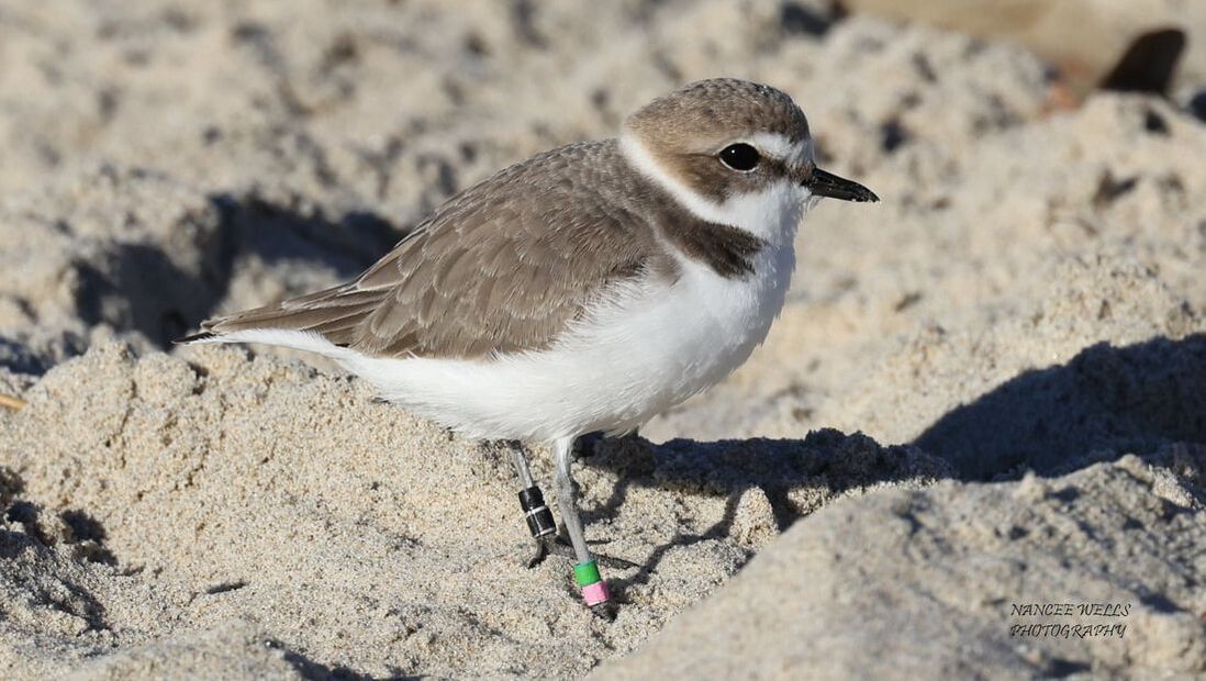 Photo of a Western Snowy Plover with black over black bands on its left leg and green over pink bands on its right leg. Photo by Nancee Wells at Monarch Beach in Dana Point