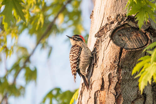 Picture Nuttall's Woodpecker