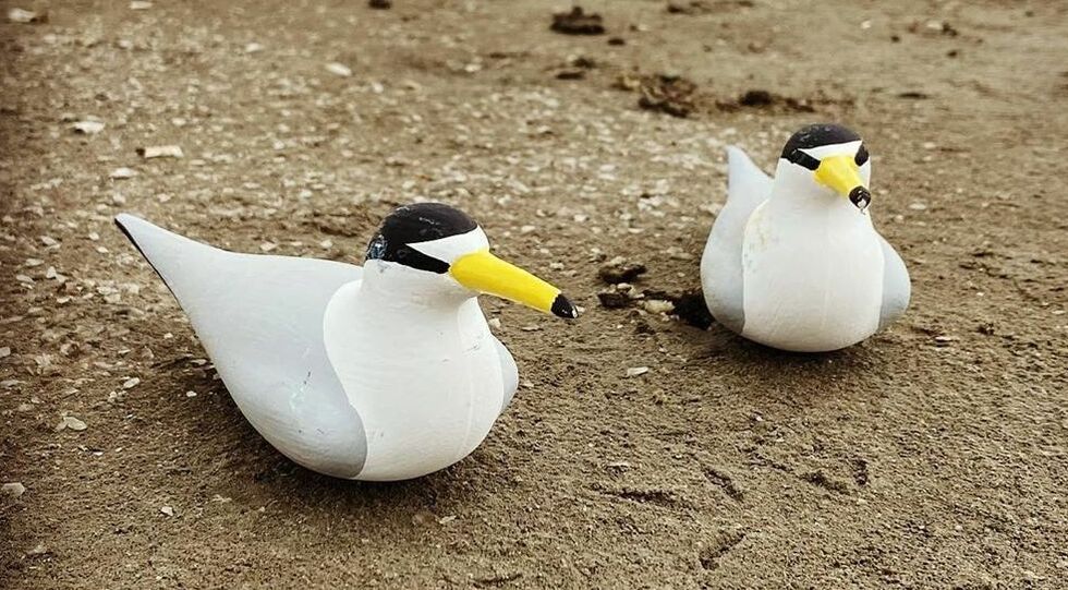 Two Least Tern decoys sitting on ground.