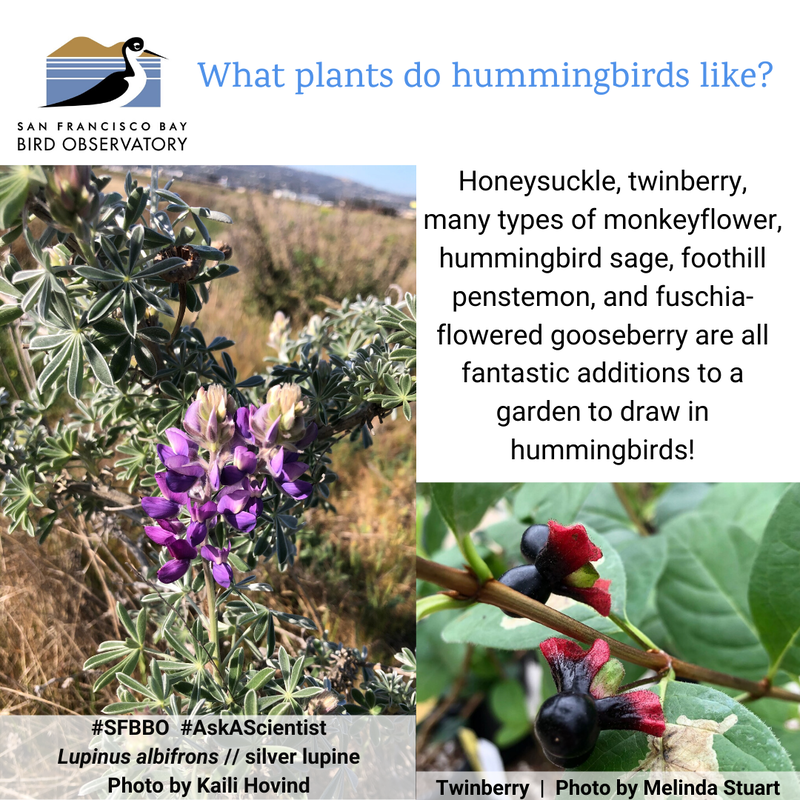 What plants do hummingbirds like?
Honeysuckle, twinberry, many types of monkeyflower, hummingbird sage, foothill penstemon, and fuschia-flowered gooseberry are all fantastic additions to a garden to draw in hummingbirds!