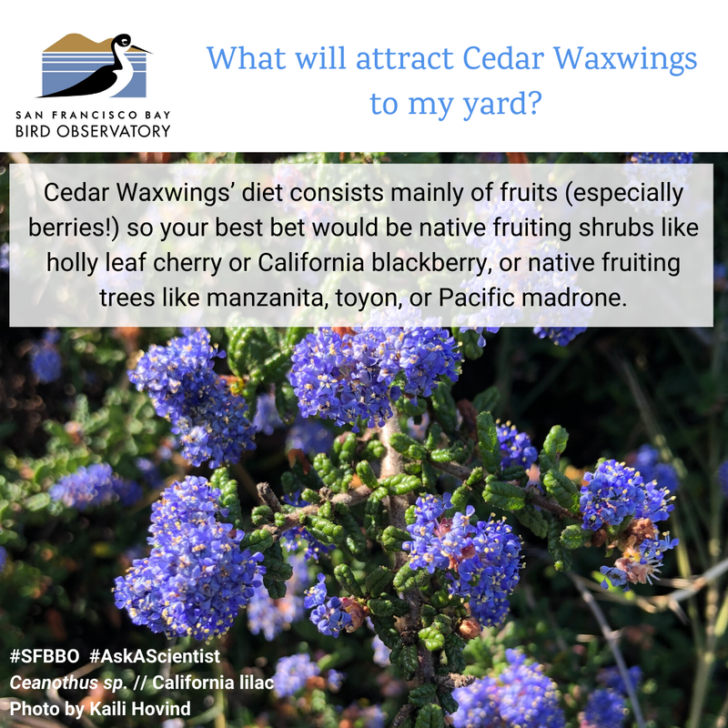 What will attract Cedar Waxwings to my yard?
Cedar Waxwings’ diet consists mainly of fruits (especially berries!) so your best bet would be native fruiting shrubs like holly leaf cherry or California blackberry, or native fruiting trees like manzanita, toyon, or Pacific madrone.
