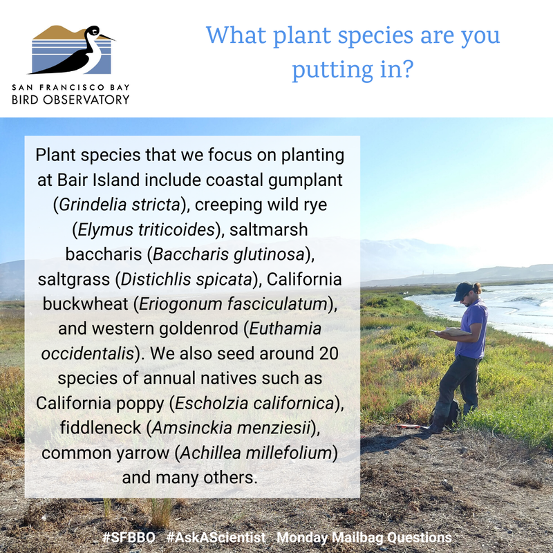 What plants are you putting in? 
Plant species that we focus on planting at Bair Island include coastal gumplant (Grindelia stricta), creeping wild rye (Elymus triticoides), saltmarsh baccharis (Baccharis glutinosa), saltgrass (Distichlis spicata), California buckwheat (Eriogonum fasciculatum), and western goldenrod (Euthamia occidentalis). We also seed around 20 species of annual natives such as California poppy (Escholzia californica), fiddleneck (Amsinckia menziesii), common yarrow (Achillea millefolium) and many others.