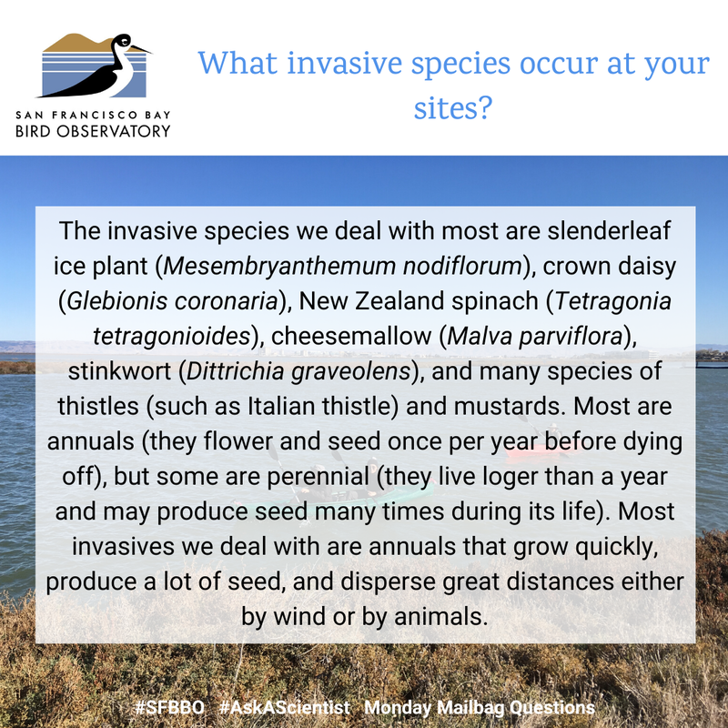 What invasive plant species occur at your sites?
The invasive species that we deal with most are slenderleaf ice plant (Mesembryanthemum nodiflorum), crown daisy (Glebionis coronaria), New Zealand spinach (Tetragonia tetragonioides), cheesemallow (Malva parviflora), stinkwort (Dittrichia graveolens), and many species of thistles (such as Italian thistle) and mustards. Most are annuals (meaning they flower and seed once per year before dying off), but some are also perennial (meaning they live longer than a year and may produce seed many times during its life). Most invasives we deal with tend to be annuals that grow quickly, produce a lot of seed, and can disperse great distances either by wind or by animals.