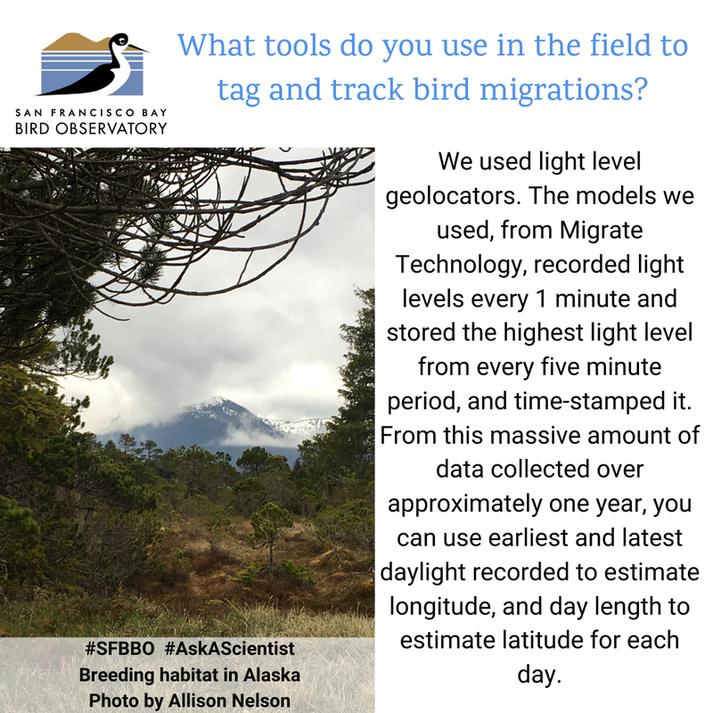 What tools do you use in the field to tag and track bird migrations?
We used light level geolocators. The models we used, from Migrate Technology, recorded light levels every 1 minute and stored the highest light level from every five minute period, and time-stamped it. From this massive amount of data collected over approximately one year, you can use earliest and latest daylight recorded to estimate longitude, and day length to estimate latitude for each day.