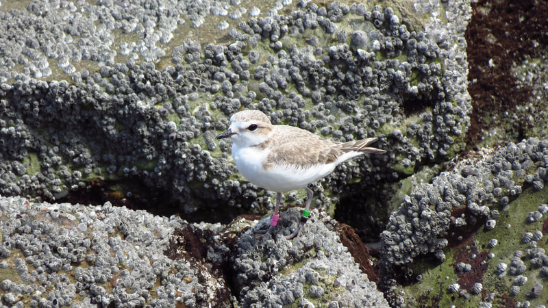 A juvenile Snowy Plover with two pink bands on its right leg and green and black bands on its left leg standing on barnacle-encrusted rocks.