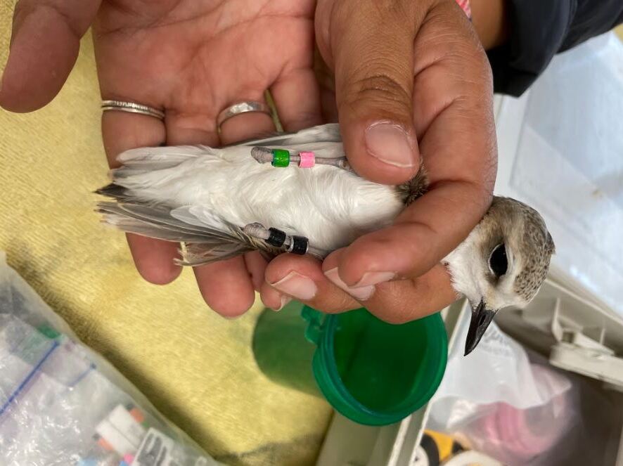 A juvenile Snowy Plover in the hand after it had just been banded. Its right leg has pink and green bands, and its left leg has two black bands.