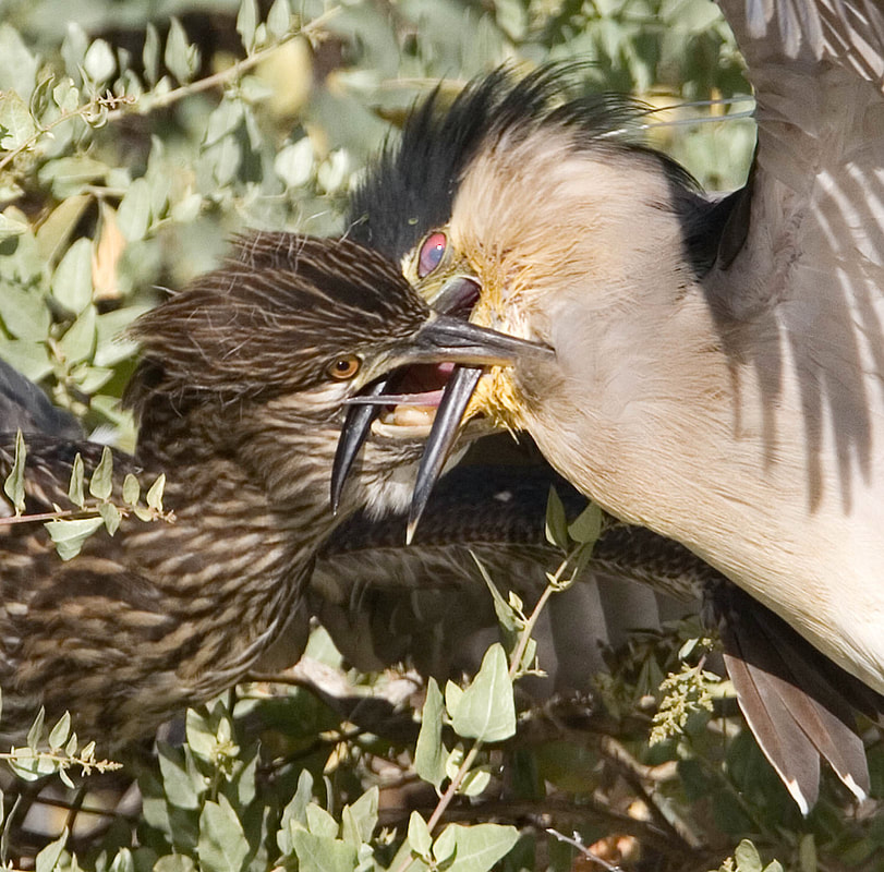 An adult Black-crowned Night-Heron feeding its chick.