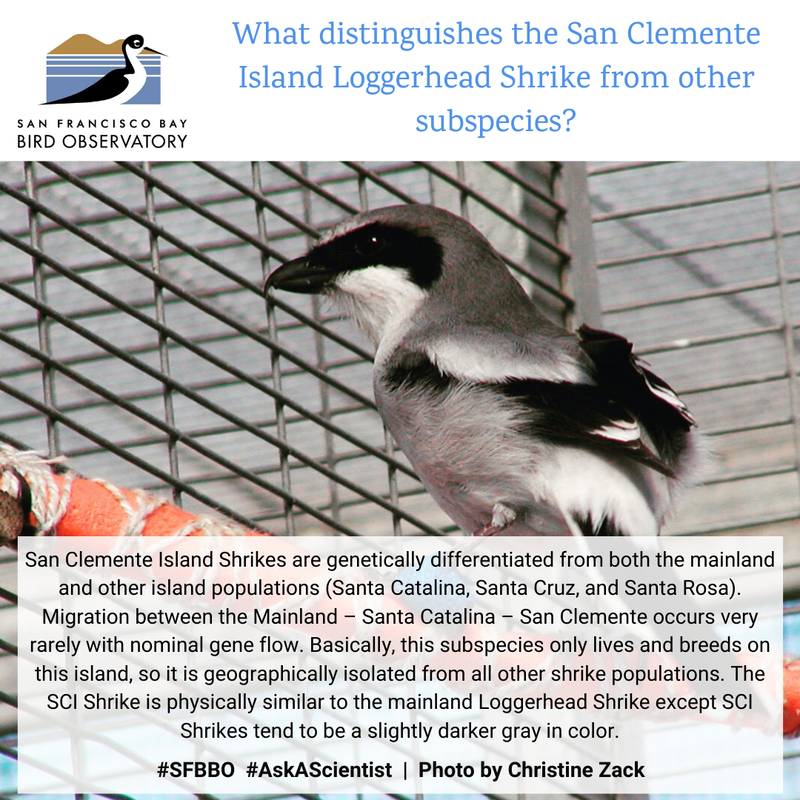 What distinguishes the San Clemente Island Loggerhead Shrike from other subspecies?
San Clemente Island Shrikes are genetically differentiated from both the mainland and other island populations (Santa Catalina, Santa Cruz, and Santa Rosa). Migration between the Mainland – Santa Catalina – San Clemente occurs very rarely with nominal gene flow. Basically, this subspecies only lives and breeds on this island, so it is geographically isolated from all other shrike populations. The SCI Shrike is physically similar to the mainland Loggerhead Shrike except SCI Shrikes tend to be a slightly darker gray in color.