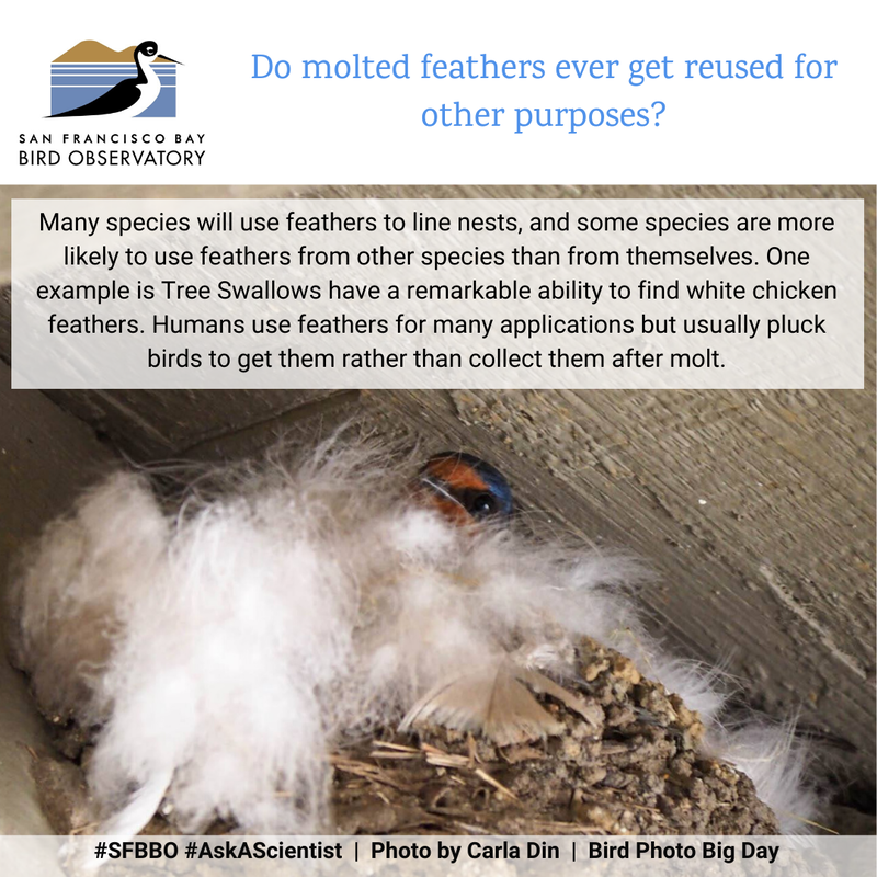 Do molted feathers ever get reused for other purposes?
Many species will use feathers to line nests, and some species are more likely to use feathers from other species than from themselves. One example is Tree Swallows have a remarkable ability to find white chicken feathers. Humans use feathers for many applications but usually pluck birds to get them rather than collect them after molt.