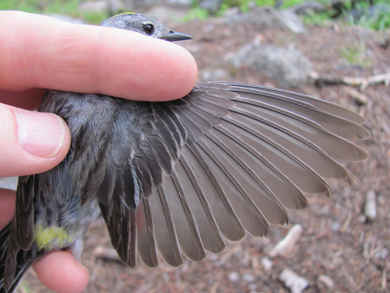 Wing of adult Audubon's Warbler