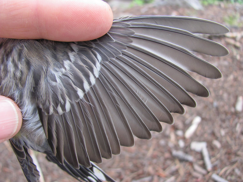 Wing of hatch-year Audubon's Warbler