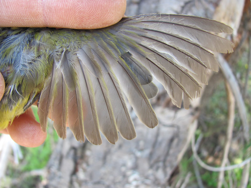 Nashville Warbler wing showing molting feathers