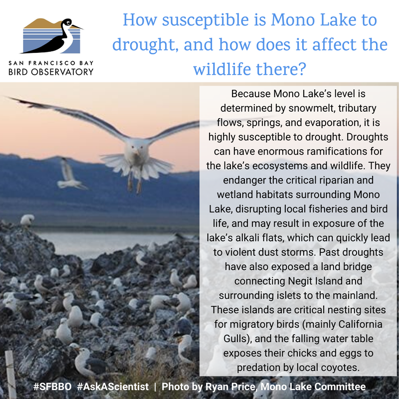How susceptible is Mono Lake to drought, and how does it affect the wildlife there?
Because Mono Lake’s level is determined by snowmelt, tributary flows, springs, and evaporation, it is highly susceptible to drought. Droughts can have enormous ramifications for the lake’s ecosystems and wildlife. They endanger the critical riparian and wetland habitats surrounding Mono Lake, disrupting local fisheries and bird life, and may result in exposure of the lake’s alkali flats, which can quickly lead to violent dust storms. Past droughts have also exposed a land bridge connecting Negit Island and surrounding islets to the mainland. These islands are critical nesting sites for migratory birds (mainly California Gulls), and the falling water table exposes their chicks and eggs to predation by local coyotes.