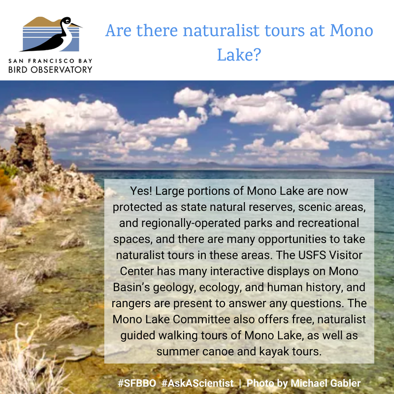 Are there naturalist tours at Mono Lake?
Yes! Large portions of Mono Lake are now protected as state natural reserves, scenic areas, and regionally-operated parks and recreational spaces, and there are many opportunities to take naturalist tours in these areas. The USFS Visitor Center has many interactive displays on Mono Basin’s geology, ecology, and human history, and rangers are present to answer any questions. The Mono Lake Committee also offers free, naturalist guided walking tours of Mono Lake, as well as summer canoe and kayak tours.