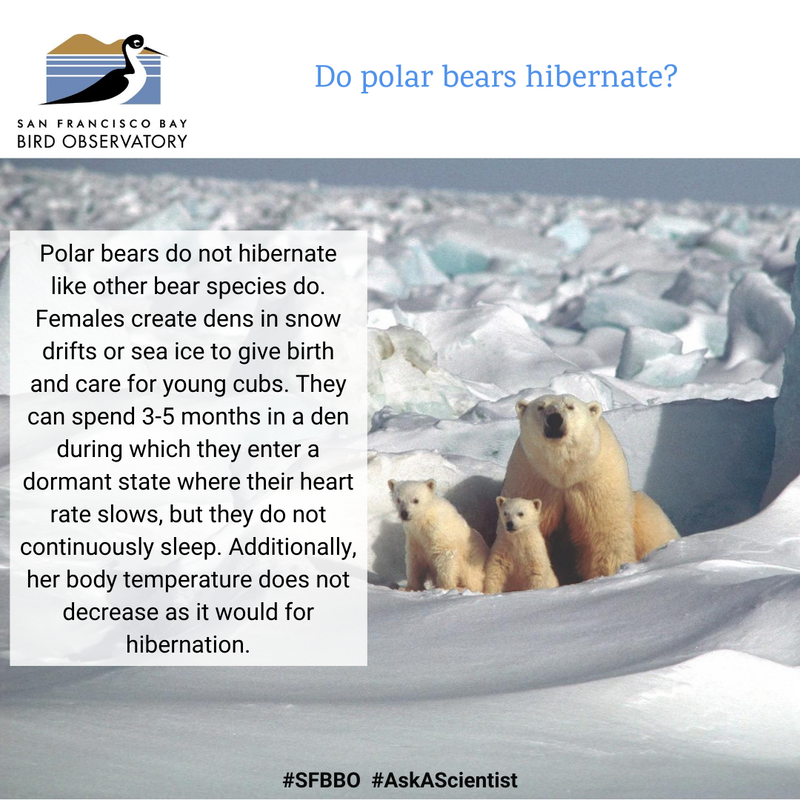 Do polar bears hibernate?
Polar bears do not hibernate like other bear species do. Females create dens in snow drifts or sea ice to give birth and care for young cubs. They can spend 3-5 months in a den during which they enter a dormant state where their heart rate slows, but they do not continuously sleep. Additionally, her body temperature does not decrease as it would for hibernation.