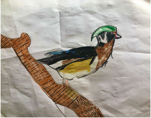 Drawing of a Wood Duck