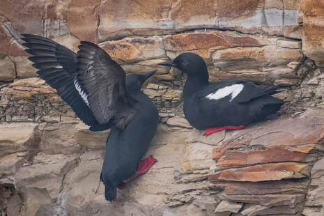 Two Pigeon Guillemots on the cliff ledge