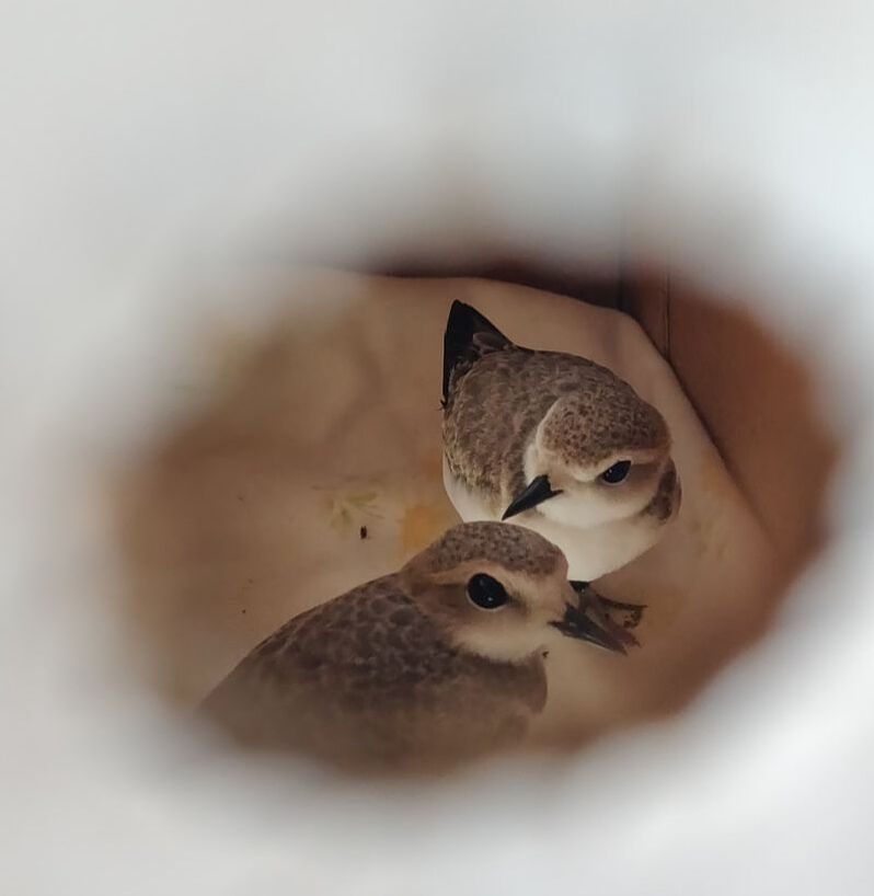 Looking through one of the holes of the cardboard carrier, we can see two juvenile Snowy Plovers (small grayish-tan and white shorebirds) standing on a sheet in the carrier.