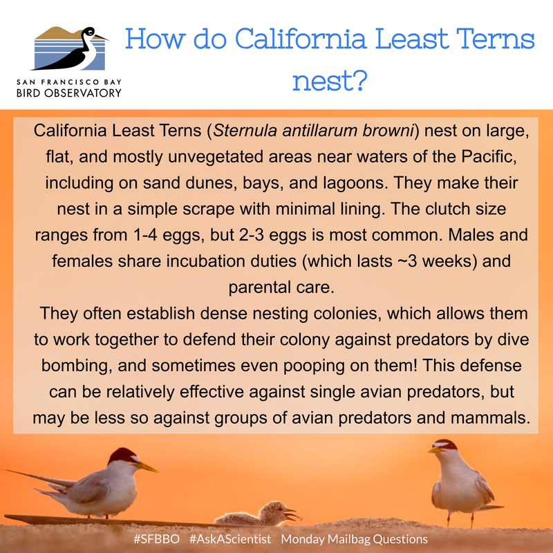 How do California Least Terns nest?
California Least Terns (Sternula antillarum browni) nest on large, flat, and mostly unvegetated areas near waters of the Pacific, including on sand dunes, bays, and lagoons. They make their nest in a simple scrape with minimal lining. The clutch size ranges from 1-4 eggs, but 2-3 eggs is most common. Males and females share incubation duties (which lasts ~3 weeks) and parental care.  They often establish dense nesting colonies, which allows them to work together to defend their colony against predators by dive bombing, and sometimes even pooping on them!  This defense can be relatively effective against single avian predators, but may be less so against groups of avian predators and mammals.