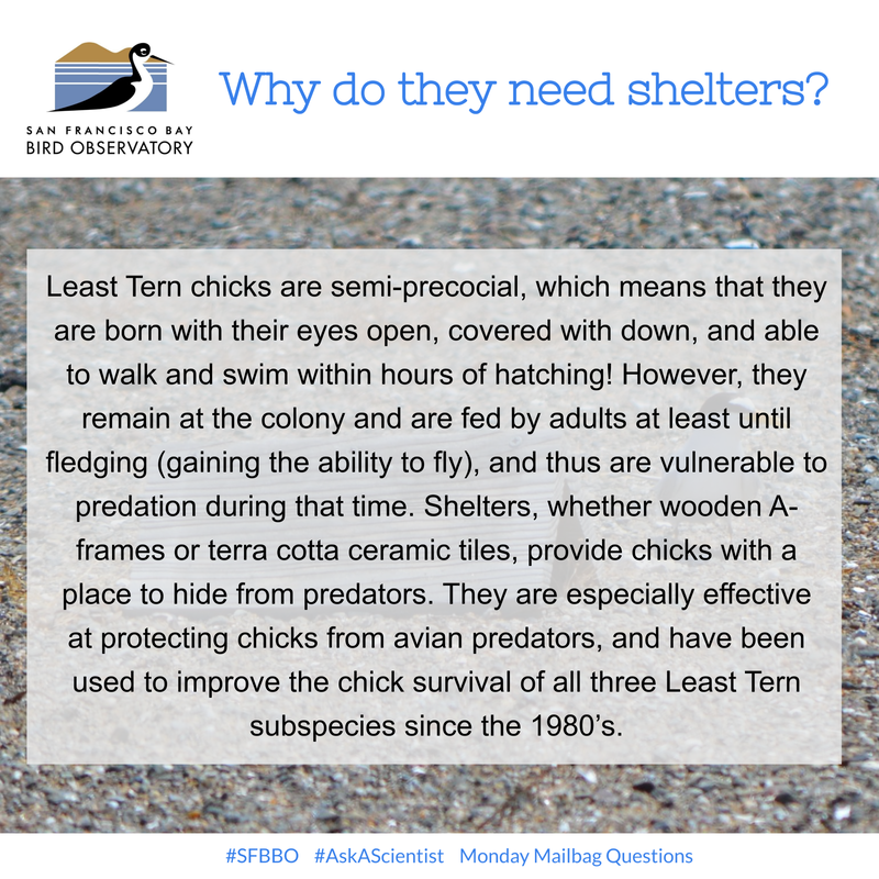 Why do they need shelters?
Least Tern chicks are semi-precocial, which means that they are born with their eyes open, covered with down, and able to walk and swim within hours of hatching! However, they remain at the colony and are fed by adults at least until fledging (gaining the ability to fly), and thus are vulnerable to predation during that time. Shelters, whether wooden A-frames or terra cotta ceramic tiles, provide chicks with a place to hide from predators. They are especially effective at protecting chicks from avian predators, and have been used to improve the chick survival of all three Least Tern subspecies since the 1980’s.
