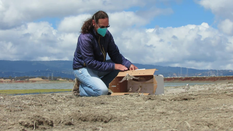 Biologist Josh Scullen is pictured kneeling on the ground of a salt pond, opening a cardboard pet carrier. Two plovers are shown inside the carrier. One additional plover is standing outside to the right of the carrier. One plover is seen in flight taking off from the carrier.