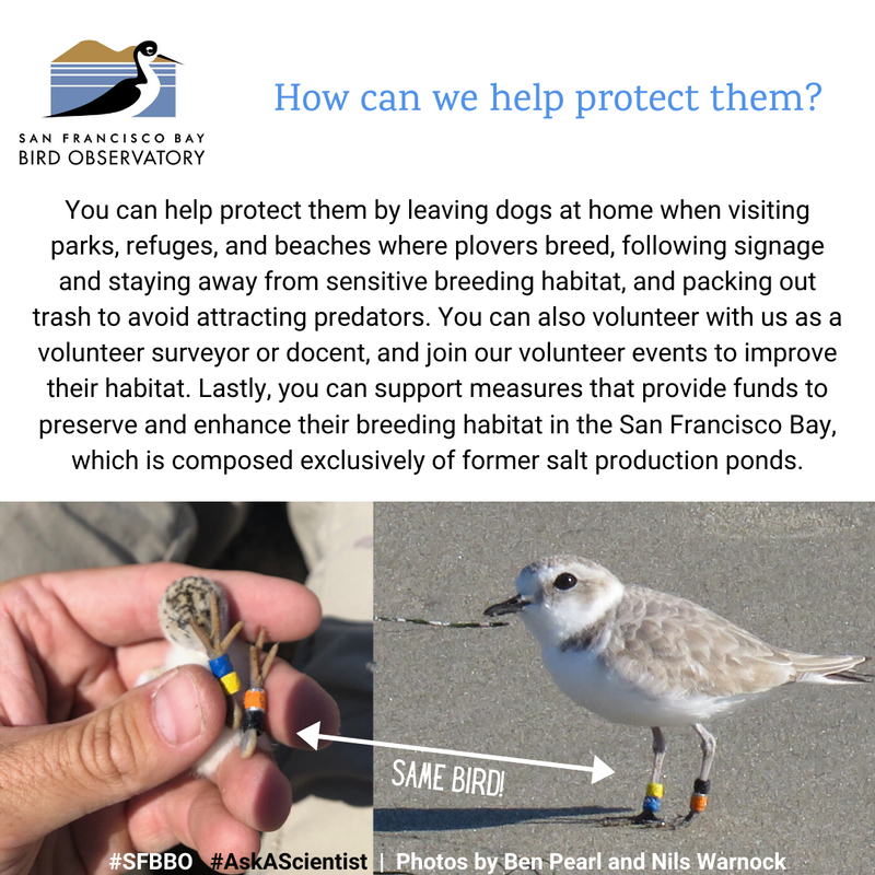 How can we help protect 
Snowy Plovers?
You can help protect them by leaving dogs at home when visiting parks, refuges, and beaches where plovers breed, following signage and staying away from sensitive breeding habitat, and packing out trash to avoid attracting predators. You can also volunteer with us as a volunteer surveyor or docent, and join our volunteer events to improve their habitat. Lastly, you can support measures that provide funds to preserve and enhance their breeding habitat in the San Francisco Bay, which is composed exclusively of former salt production ponds.