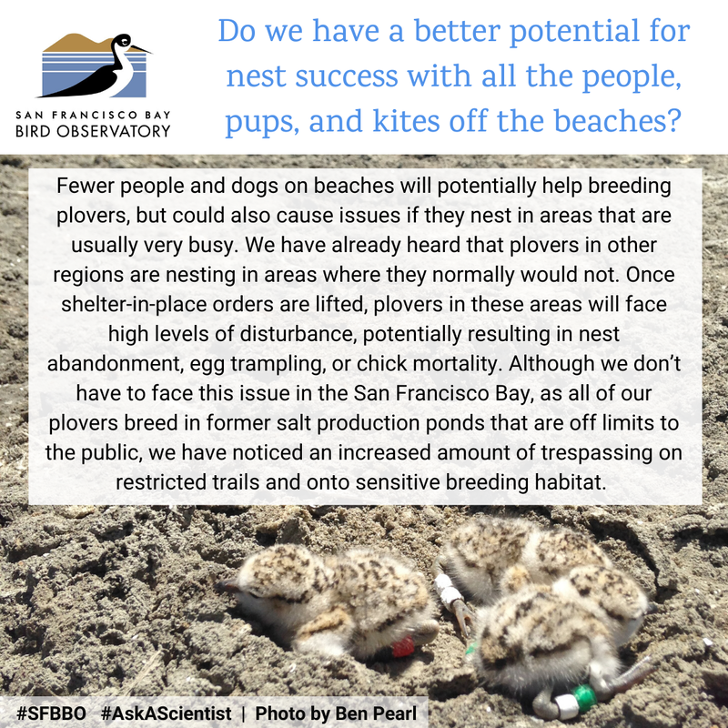Do we have a better potential for nest success with all the people, pups, and kites off the beaches?
Fewer people and dogs on beaches will potentially help breeding plovers, but could also cause issues if they nest in areas that are usually very busy. We have already heard that plovers in other regions are nesting in areas where they normally would not. Once shelter-in-place orders are lifted, plovers in these areas will face high levels of disturbance, potentially resulting in nest abandonment, egg trampling, or chick mortality. Although we don’t have to face this issue in the San Francisco Bay, as all of our plovers breed in former salt production ponds that are off limits to the public, we have noticed an increased amount of trespassing on restricted trails and onto sensitive breeding habitat. 