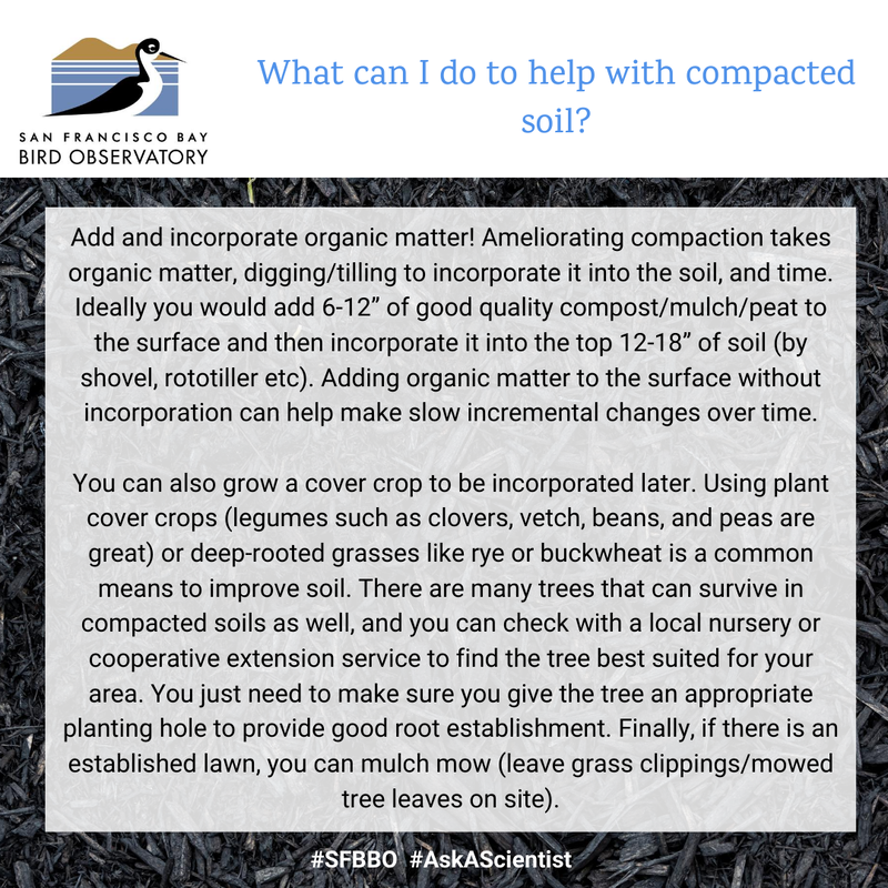 What can I do to help with compacted soil?
Add and incorporate organic matter! Ameliorating compaction takes organic matter, digging/tilling to incorporate it into the soil, and time. Ideally you would add 6-12” of good quality compost/mulch/peat to the surface and then incorporate it into the top 12-18” of soil (by shovel, rototiller etc). Adding organic matter to the surface without incorporation can help make slow incremental changes over time.

You can also grow a cover crop to be incorporated later. Using plant cover crops (legumes such as clovers, vetch, beans, and peas are great) or deep-rooted grasses like rye or buckwheat is a common means to improve soil. There are many trees that can survive in compacted soils as well, and you can check with a local nursery or cooperative extension service to find the tree best suited for your area. You just need to make sure you give the tree an appropriate planting hole to provide good root establishment. Finally, if there is an established lawn, you can mulch mow (leave grass clippings/mowed tree leaves on site).