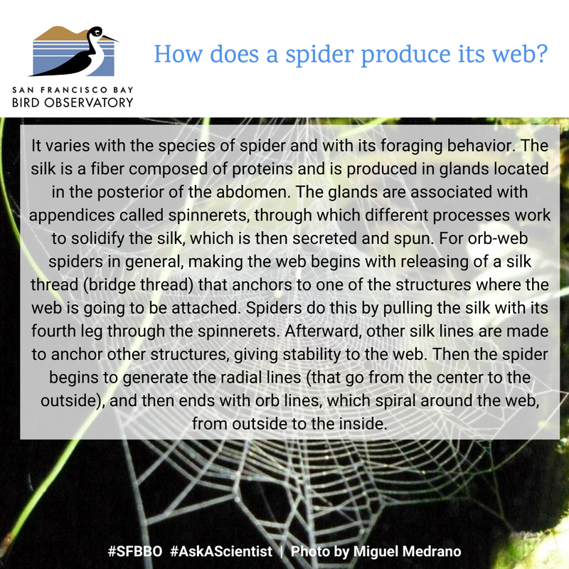 How does a spider produce its web?
It varies with the species of spider and with its foraging behavior. The silk is a fiber composed of proteins and is produced in glands located in the posterior of the abdomen. The glands are associated with appendices called spinnerets, through which different processes work to solidify the silk, which is then secreted and spun. For orb-web spiders in general, making the web begins with releasing of a silk thread (bridge thread) that anchors to one of the structures where the web is going to be attached. Spiders do this by pulling the silk with its fourth leg through the spinnerets. Afterward, other silk lines are made to anchor other structures, giving stability to the web. Then the spider begins to generate the radial lines (that go from the center to the outside), and then ends with orb lines, which spiral around the web, from outside to the inside.