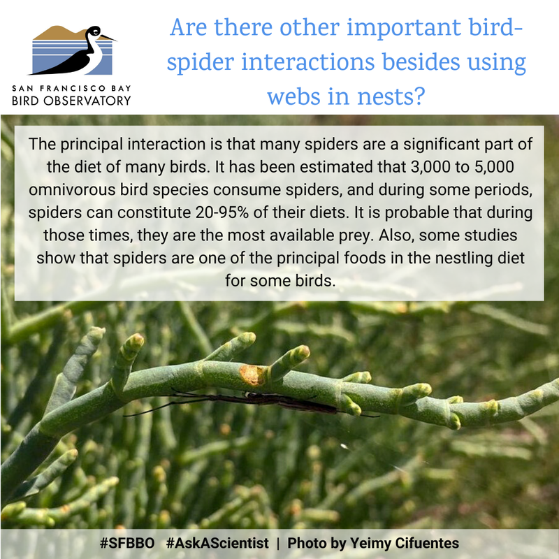 Are there other important bird-spider interactions besides using webs in nests?
The principal interaction is that many spiders are a significant part of the diet of many birds. It has been estimated that 3,000 to 5,000 omnivorous bird species consume spiders, and during some periods, spiders can constitute 20-95% of their diets. It is probable that during those times, they are the most available prey. Also, some studies show that spiders are one of the principal foods in the nestling diet for some birds.