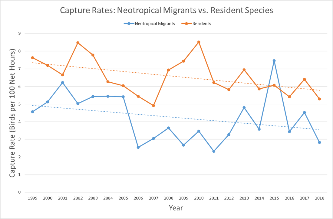 Graph of Capture Rates: Neotropical Migrants vs. Resident Species. X-axis is of Year from 1999-2018 and Y-axis is of capture rate (birds per 100 net hours). Trend lines for both neotropical migrants and residents show downward trend. 