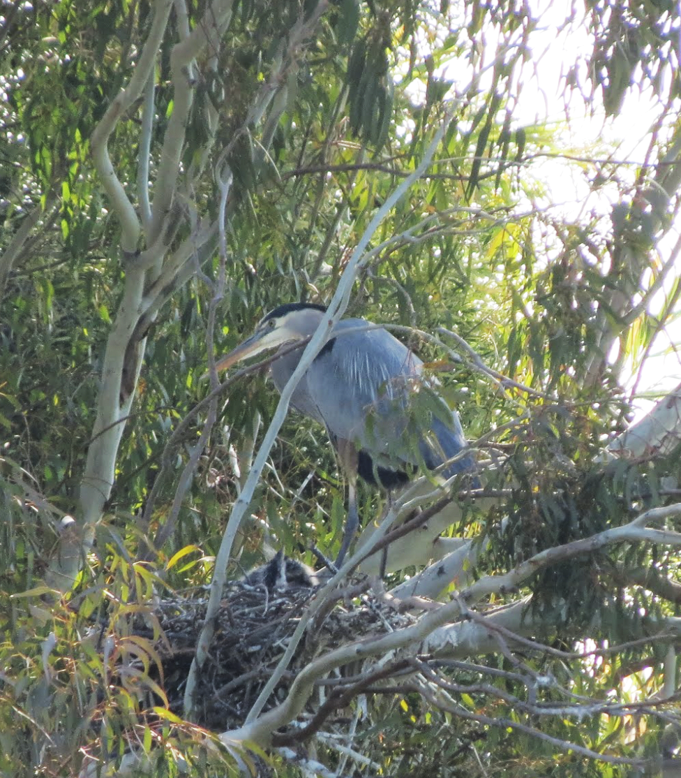 Great Blue Heron standing over a nest in a Eucalyptus tree