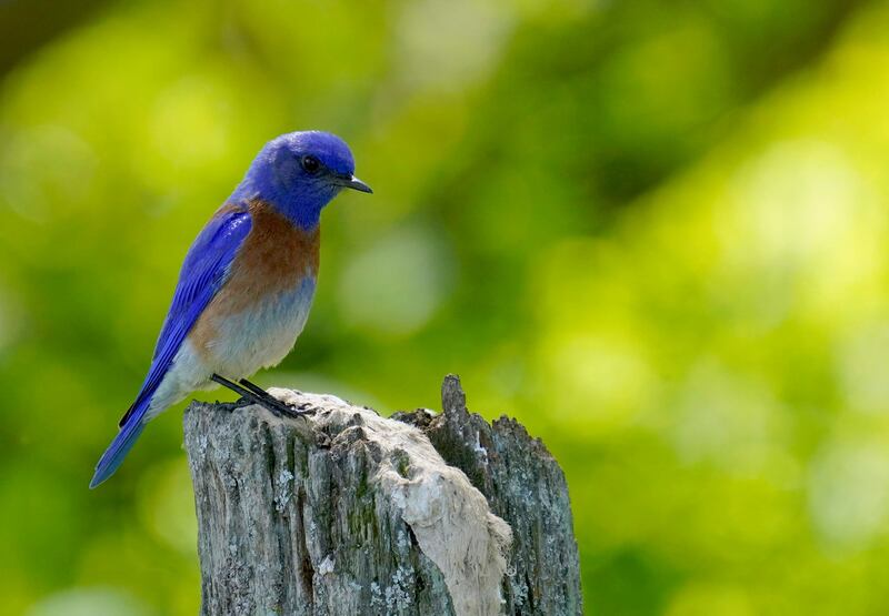 blue bird with orange chest and white belly perched on wooden pole with green background