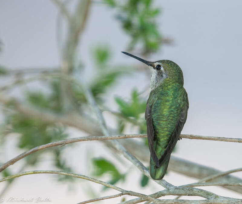 green hummingbird facing away from camera with head facing left, perched on a branch with green leaves in background