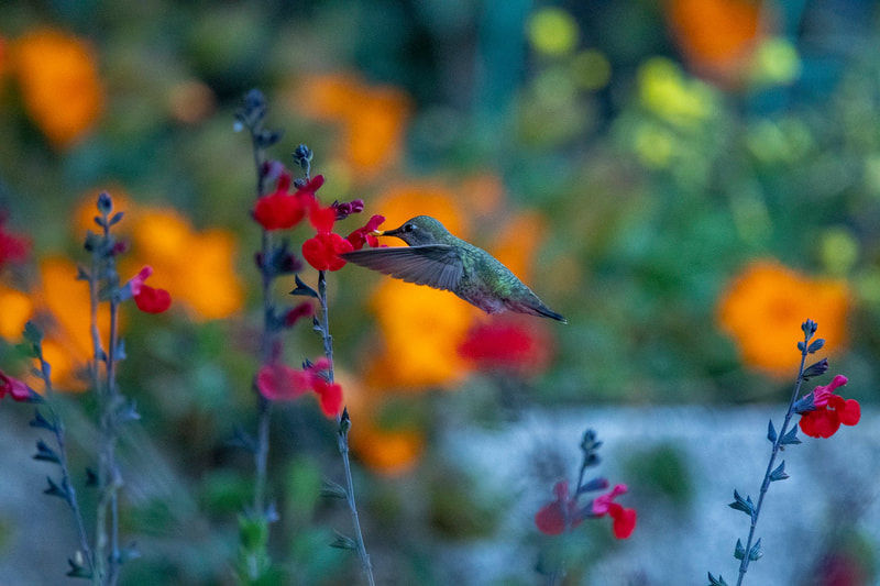 green hummingbird in flight drinking from orange flowers with orange and yellow flowers in background