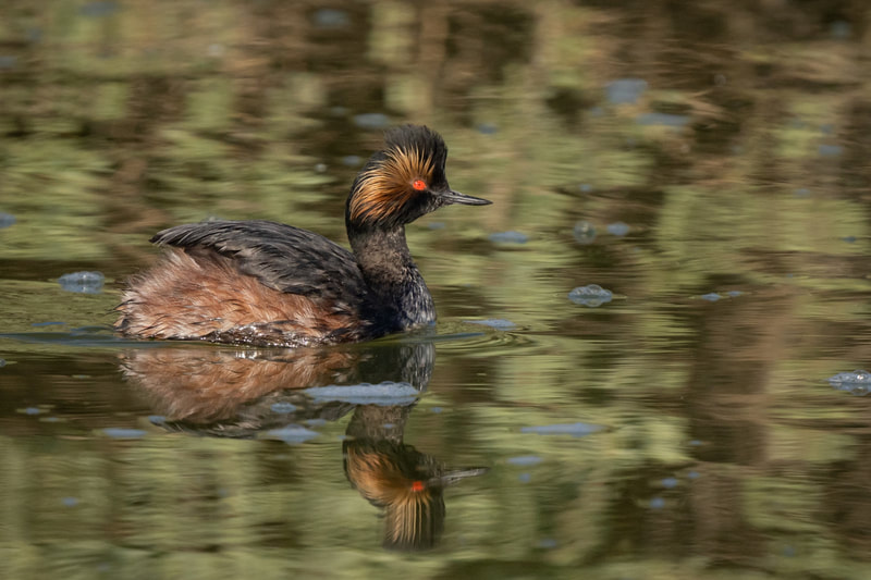 duck-like bird in water with orange face, black back, orange body and bright orange/red eye