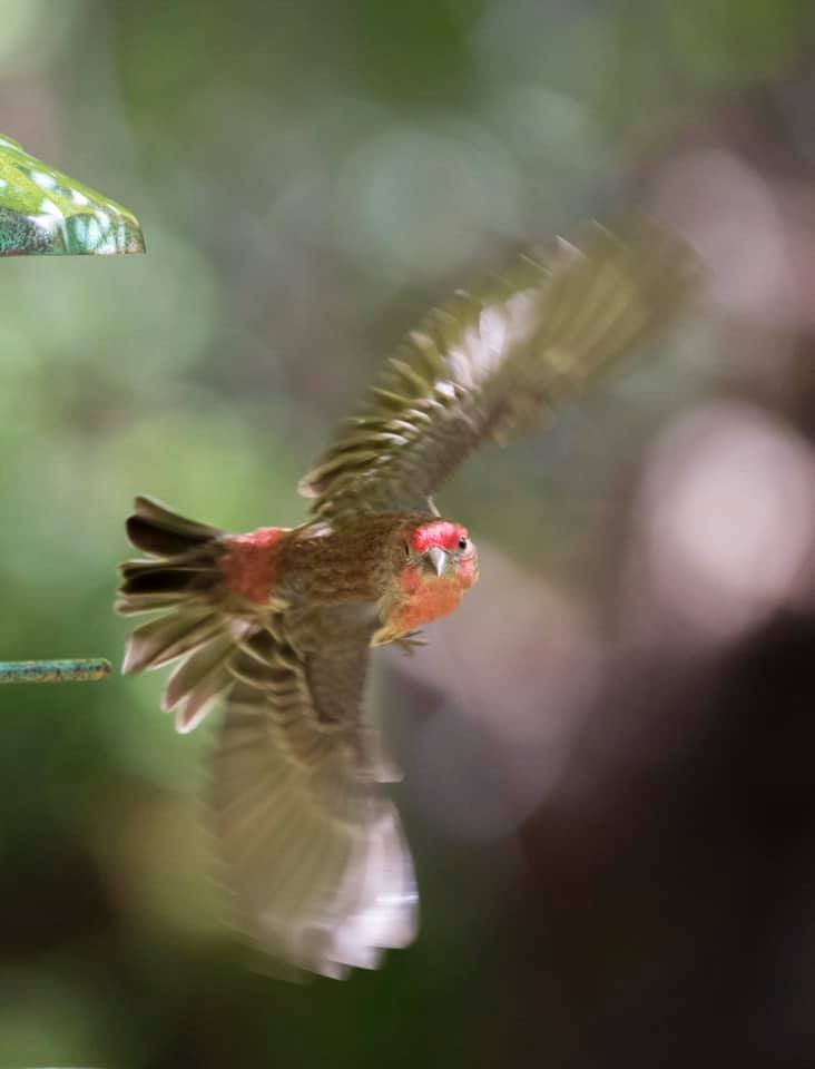 red and brown bird in flight