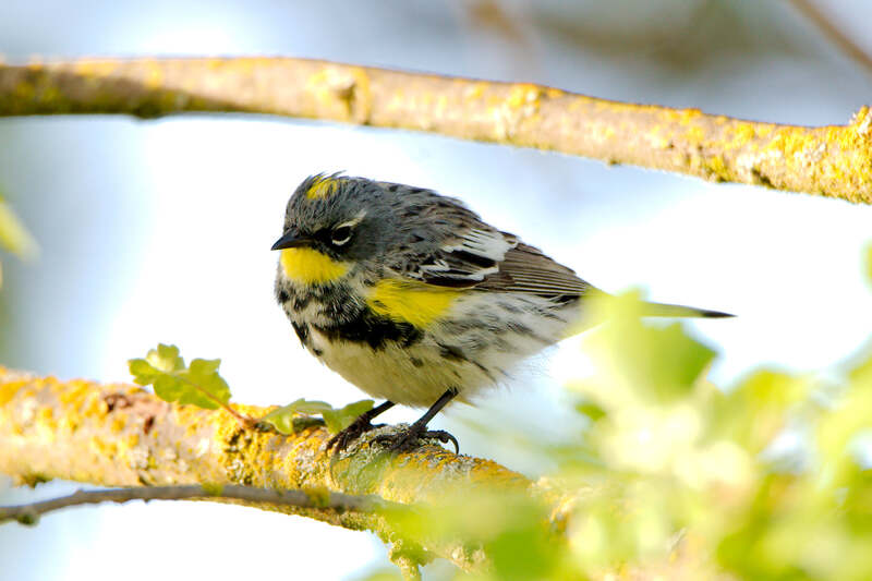 yellow, grey, white, and black bird perched on branch with leaves in foreground