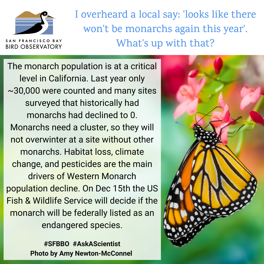 I overheard a local say: 'looks like there won't be monarchs again this year'. What's up with that? The monarch population is at a critical level in California. Last year only ~30,000 were counted and many sites surveyed that historically had monarchs had declined to 0. Monarchs need a cluster, so they will not overwinter at a site without other monarchs. Habitat loss, climate change, and pesticides are the main drivers of Western Monarch population decline. On Dec 15th the US Fish & Wildlife Service will decide if the monarch will be federally listed as an endangered species.